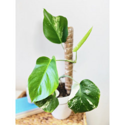 Tutor Fibra de Coco 80 cm (Pack 5 U) | Soporte y Crecimiento Seguro