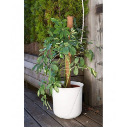 Tutor Fibra de Coco 80 cm (Pack 5 U) | Soporte y Crecimiento Seguro
