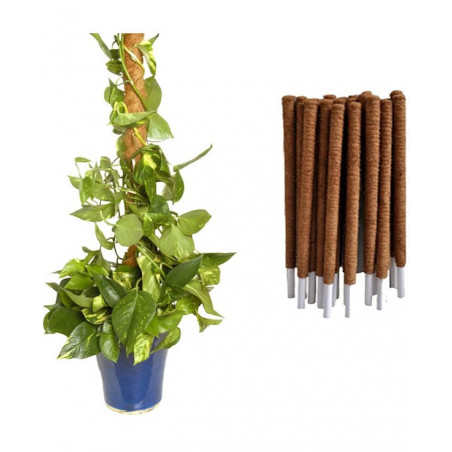 Tutor Fibra de Coco 80 cm (Pack 5 U) | Soporte y Crecimiento Seguro
