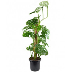 Tutor Fibra de Coco 100 cm (Pack 5 U) | Crecimiento y Soporte Ideal