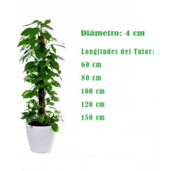 Tutor Fibra de Coco 120 cm (Pack 5 U) | Crecimiento Trepador Perfecto