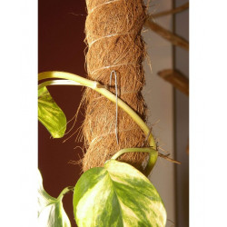 Tutor Fibra de Coco 120 cm (Pack 5 U) | Crecimiento Trepador Perfecto