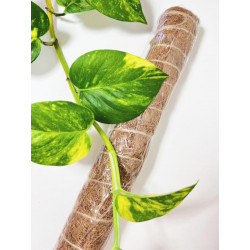 Tutor Fibra de Coco 120 cm (Pack 5 U) | Crecimiento Trepador Perfecto