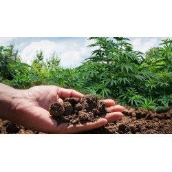Sustrato Universal Cannabis 50L | Cultivo sano y de calidad