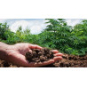 Sustrato Universal Cannabis 50L | Cultivo sano y de calidad