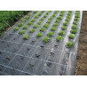 Malla Anti hierba 1x25m de 75g | Compacta y Fácil de Usar