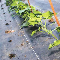 Malla Antihierba 2x25m de 105g | Negra o Blanca, Resistente